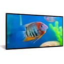 DynaScan Display Public 55" FHD DI551ST2